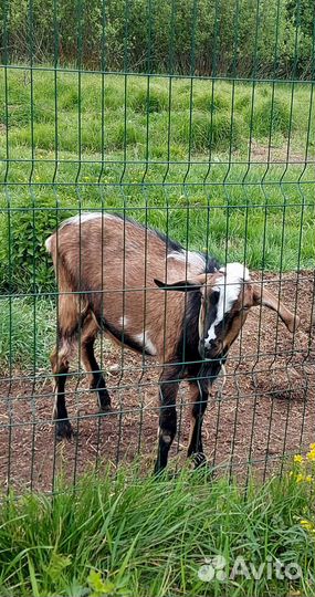 Козел и овцы