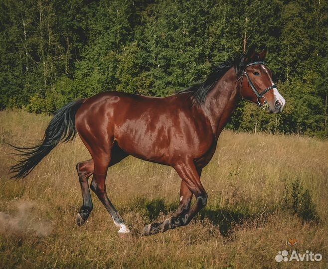 Аренда лошади