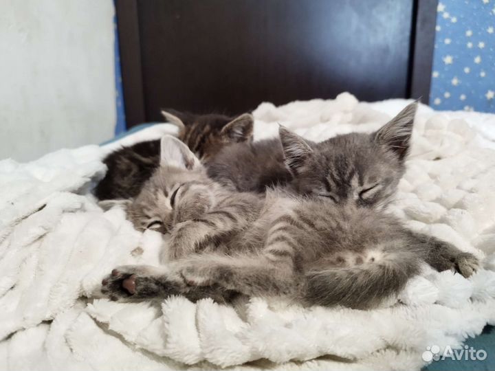 Котята в добрые руки 2 мальчика 1 девочка