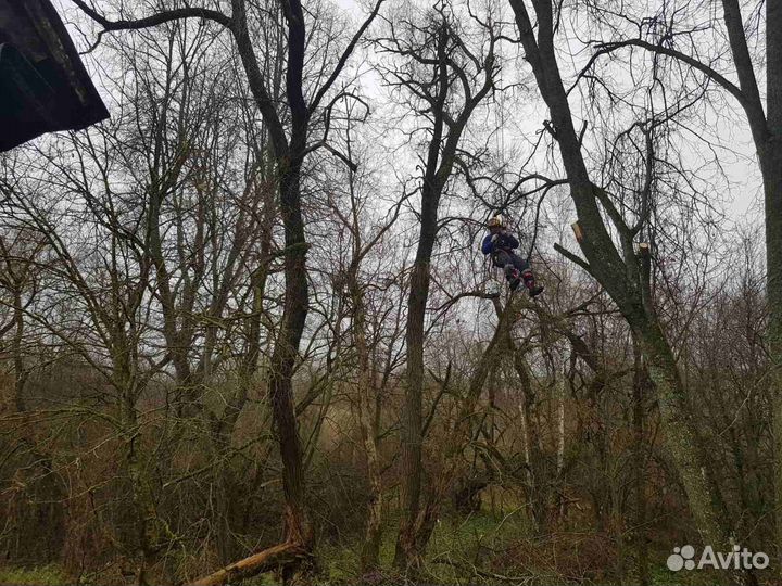 Спилить, удалить, обрезать дерево