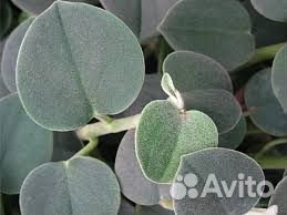 Пеперомия ховария бархатная