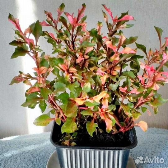 Альтернатера