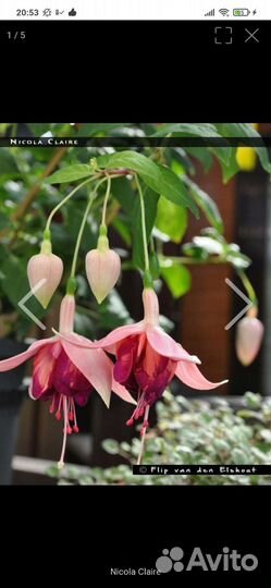 Фуксии сортовые