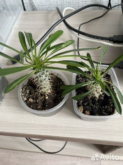 Похиподиум