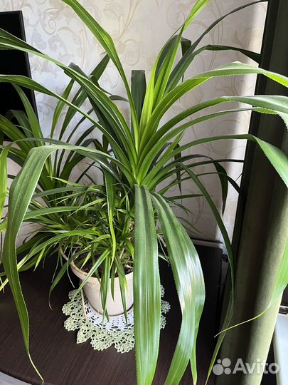 Комнатные цветы пальма панданус