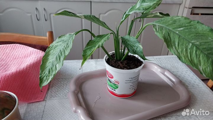 Женское счастье цветок