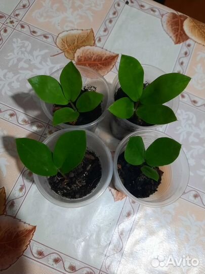 Замиокулькас