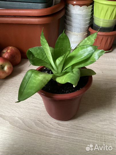 Сансевирия, в горшке 2 молодых растения 250