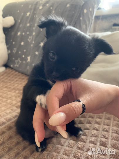 Щенок чихуахуа мини