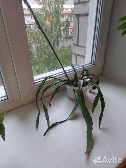 Эпифиллум угловатый, шикарный