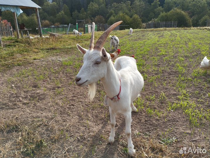 Зааненская дойная коза