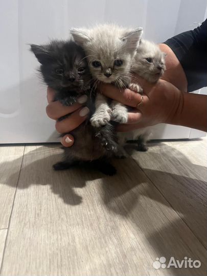 Котята в добрые руки бесплатно