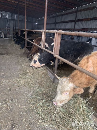 Бычки на откорм сементалы