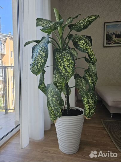 Диффенбахия 145см