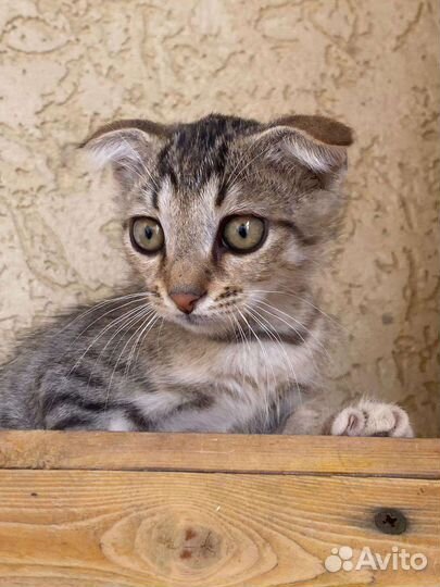 Котята. Девочки. Дагестан. регионыВ добрые ручки