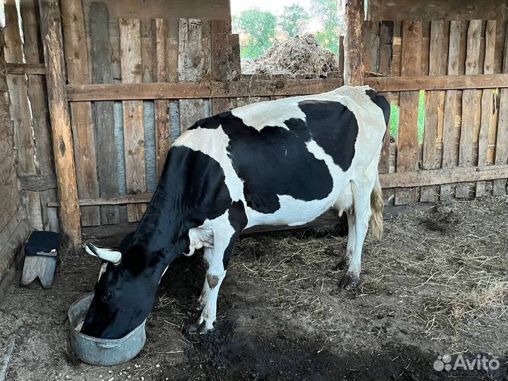 Корова стельная