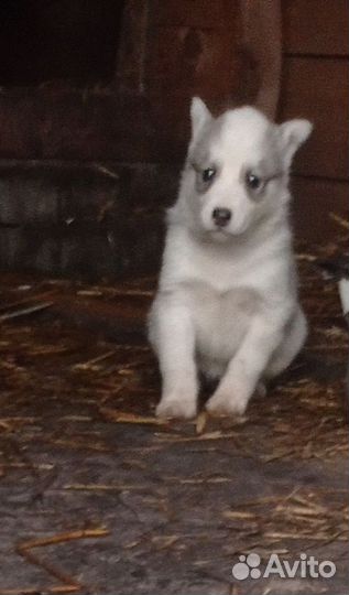 Щенки западно сибирской лайки