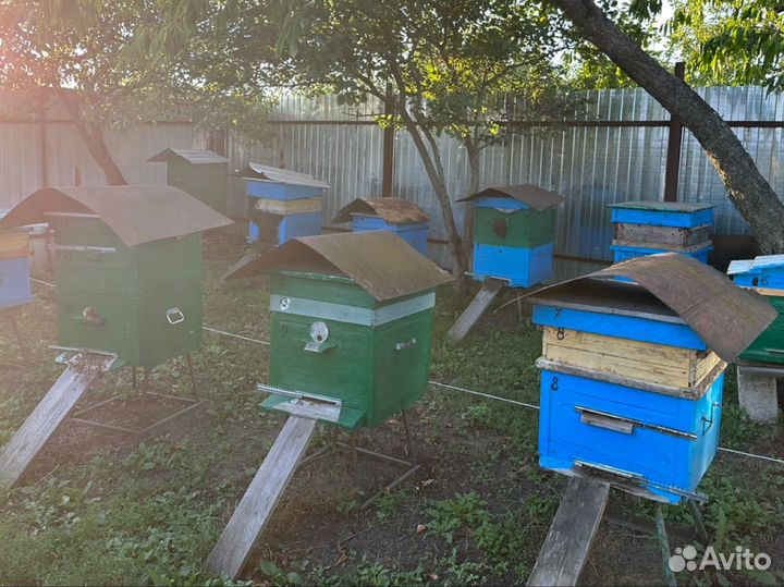 Мед домашний 2023