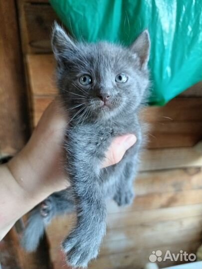 Котята с доплатой. Три кота и кошечка