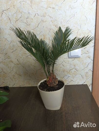 Пальма цикас