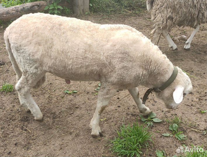 Барашек на 50% Куйбышевская порода