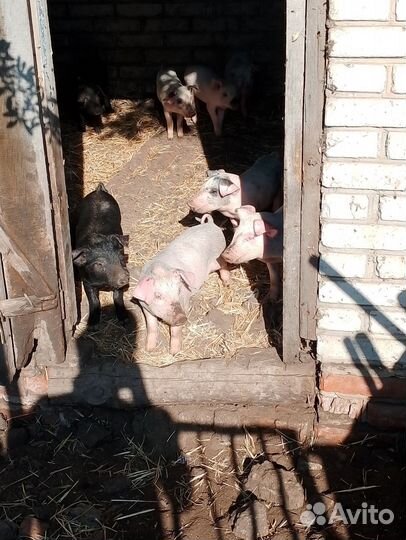 Поросята