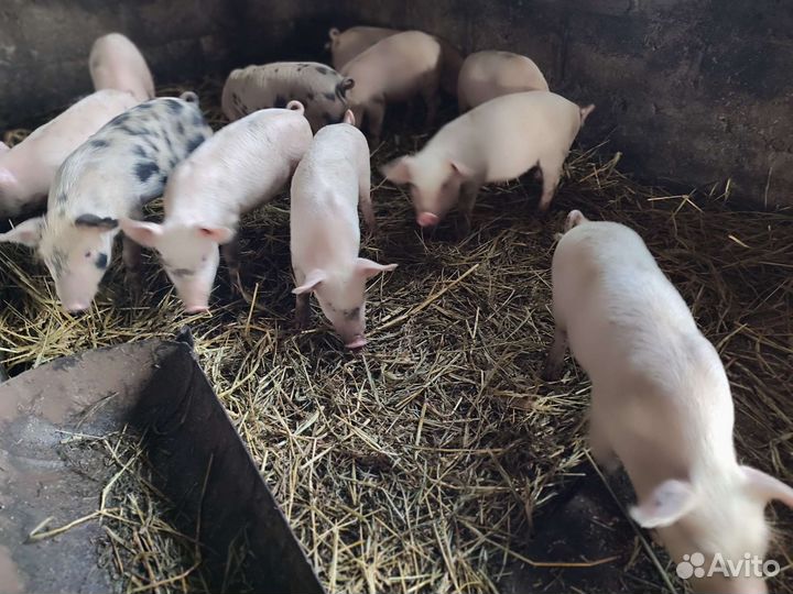 Поросята