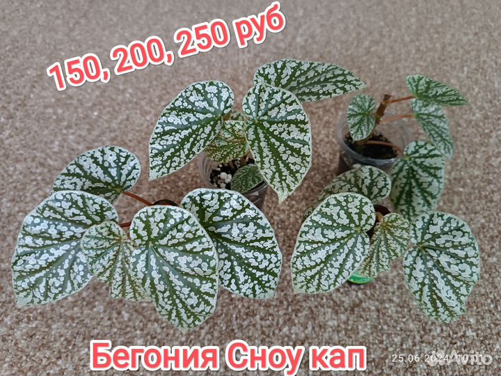 Эпипремнум, бегония, сциндапсус, маранта