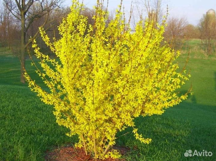 Декоративные кусты