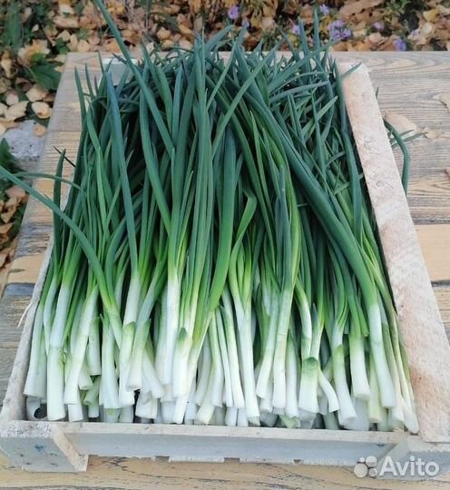 Лук зеленый