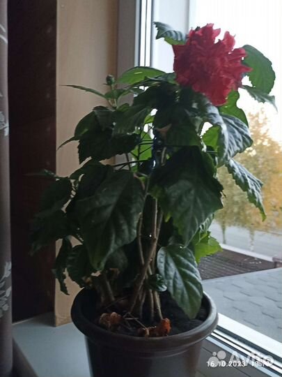 Гибискус китайская роза