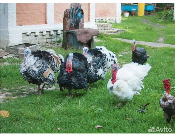 Индюк, индейка, индюшата опт и розница