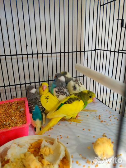 Волнистый попугай птенцы малыши