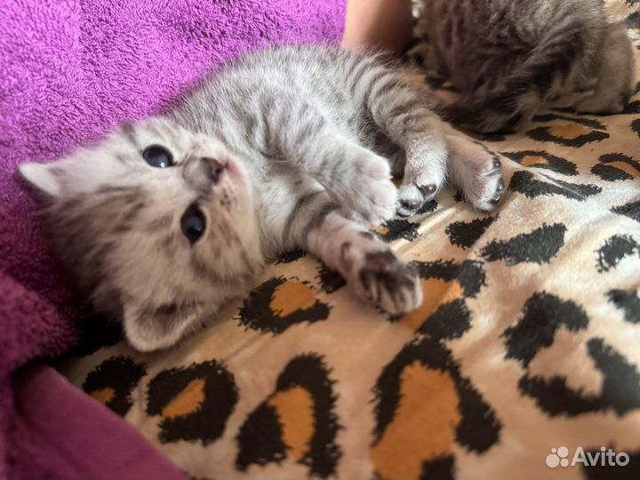 Котодетки шотландские