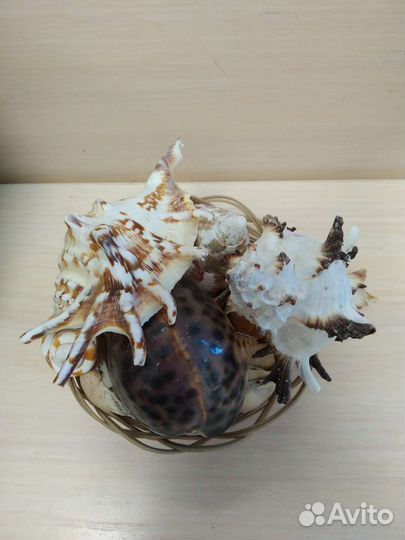 Набор ракушек для украшения, для поделок