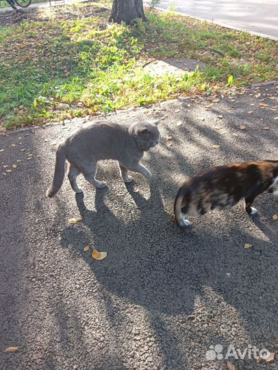 Кошка и кот ждем добрую семью, скоро зима