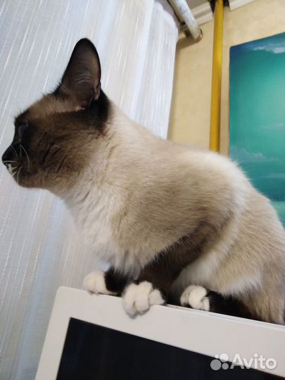 Вязка. Кот. Тайский