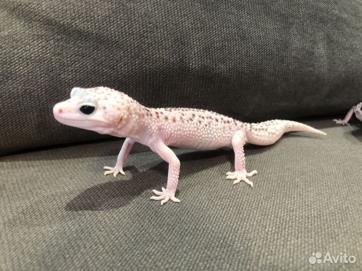 Самец и самка эублефара