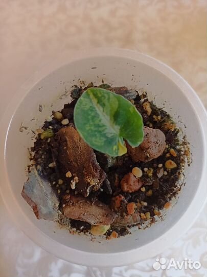 Сингониум яичница (Scrambled Eggs) крупный