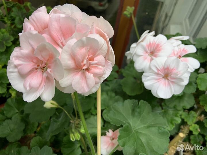 Пеларгонии