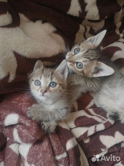 В добрые руки котенок