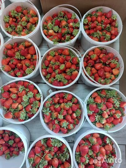 Садовая земляка от 200 р за 1 л