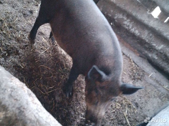 Дикий кабан