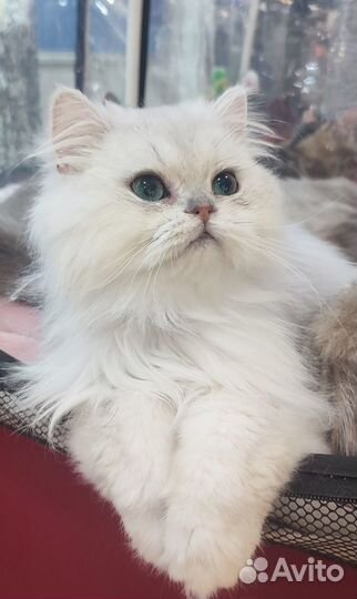 Купить котенка