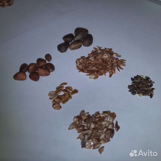 Семена туи, кедра, лиственницы, голубой ели, акаци