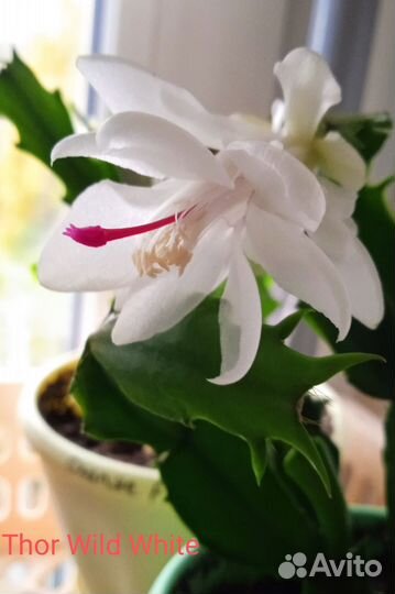 Декабрист шлюмбергера сортовой Thor Wild White