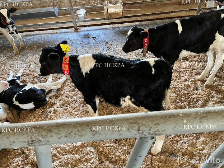 Бычки холмогоры, телки голштины