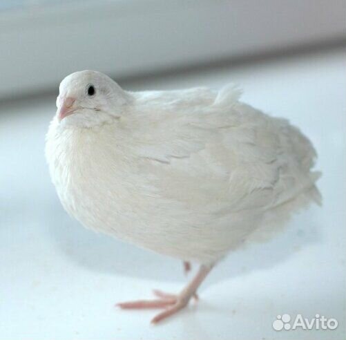 Техасский перепел