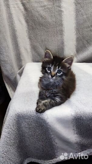 Кошка в дар