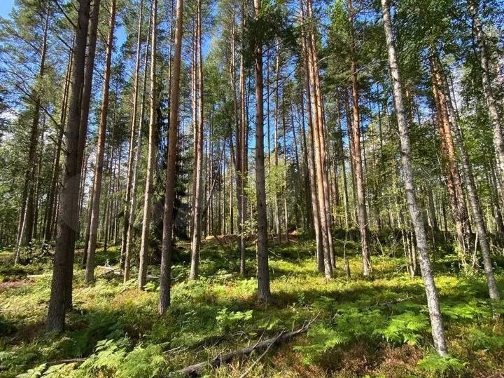 Участок 6 сот. (СНТ, ДНП)